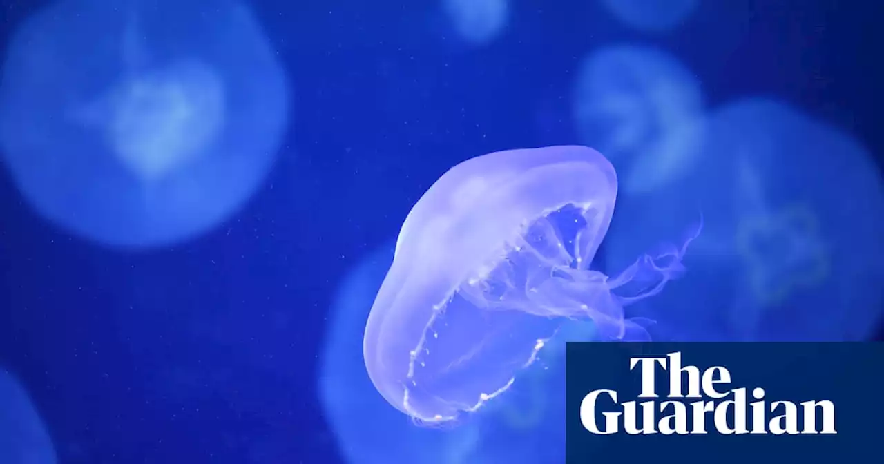 Jellyfish would ‘inevitably’ force nuclear submarines into shutdown if based in Brisbane, expert says