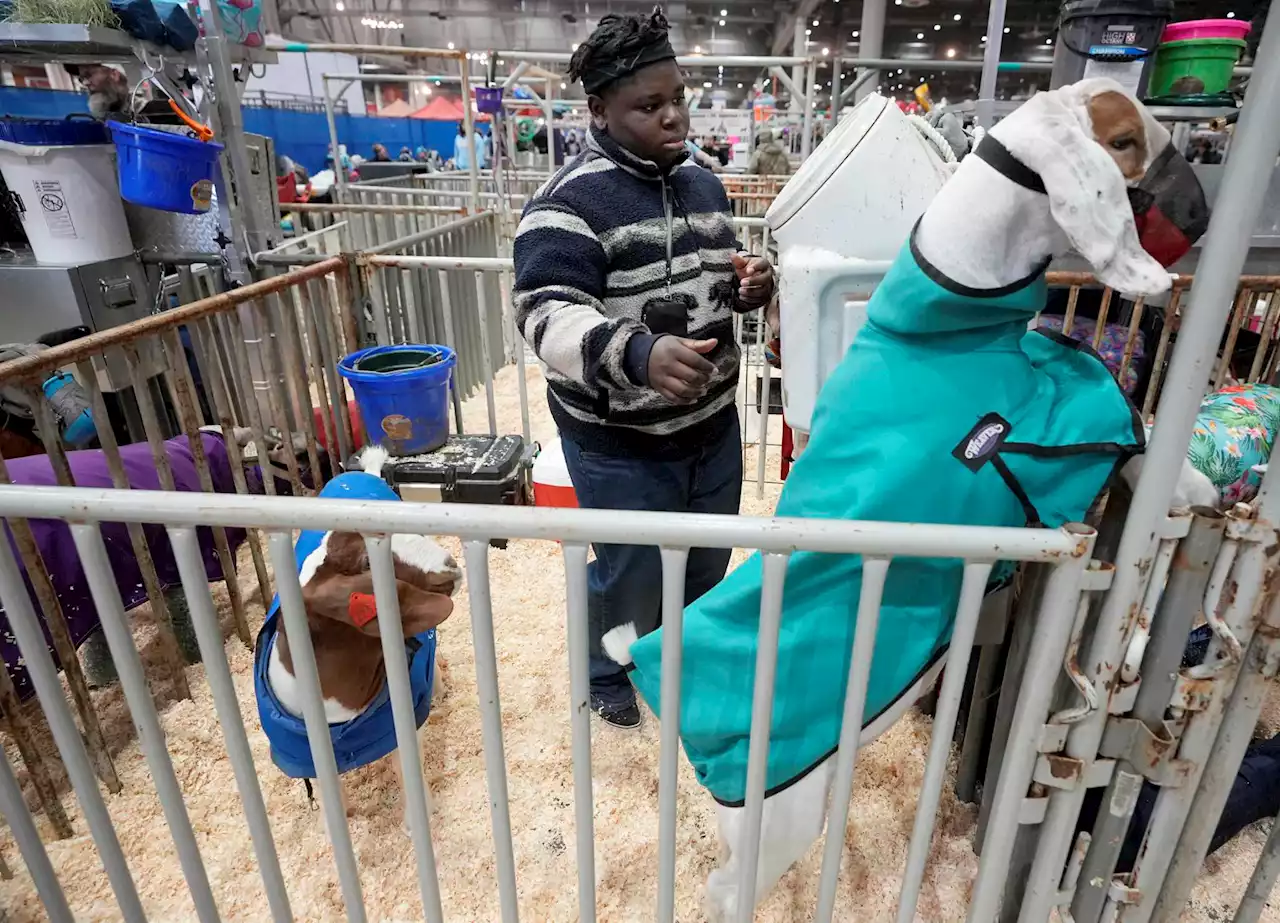 It's a goat- and lamb-filled reunion at the Houston Rodeo as kids from all over finally get a homecoming