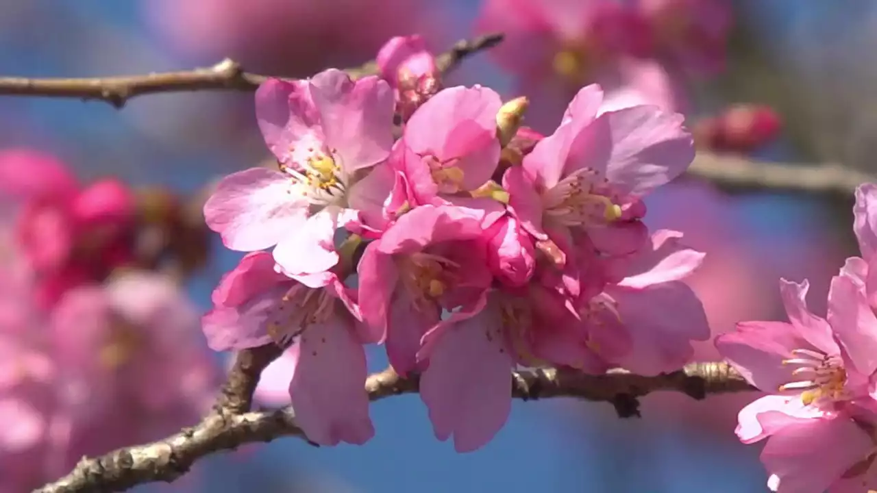 UW to welcome visitors to enjoy the blooming cherry blossoms