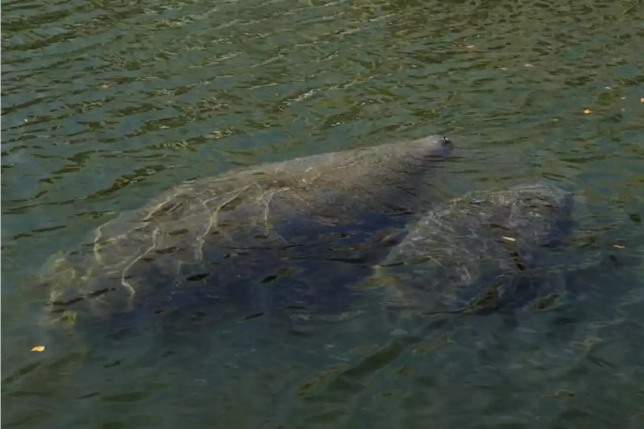 55 tons of lettuce fed to Florida's starving manatees