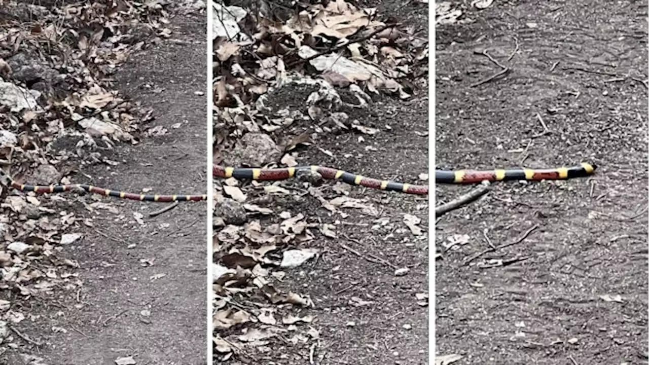 Rarely seen coral snake spotted on hiking trail at Lost Maples