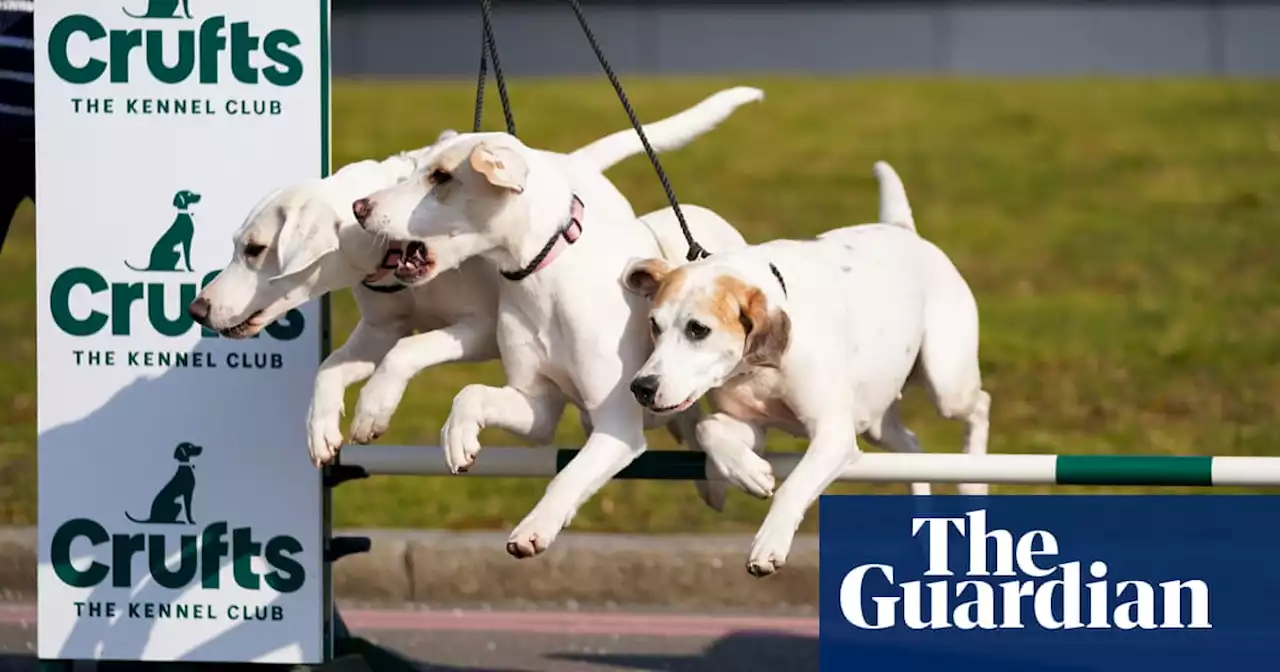 New dogs, new tricks: lockdown puppy boom changes face of Crufts