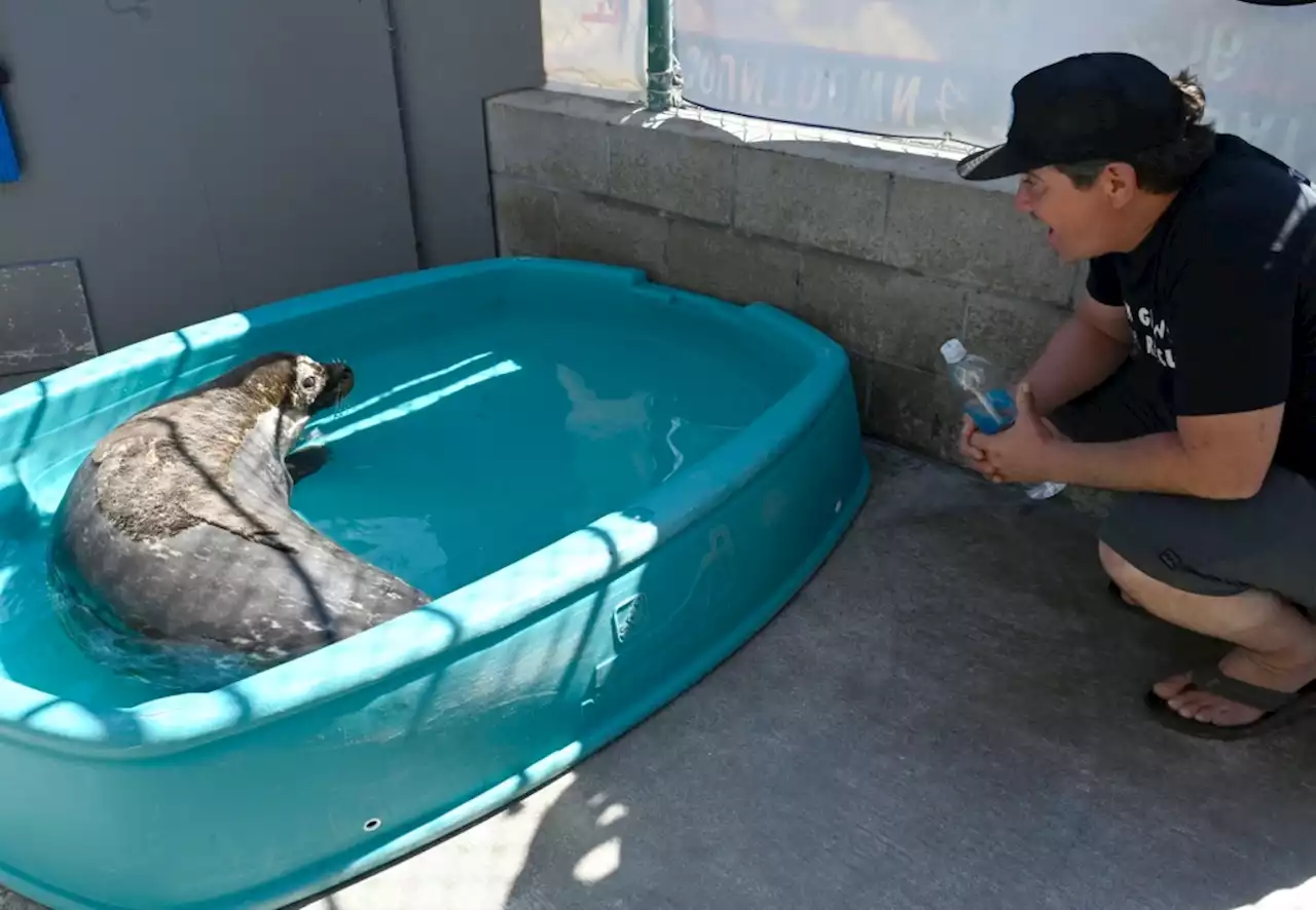 Lost at sea, but – thanks to his will, a sympathetic seal and a well-timed wave – California fisherman survived