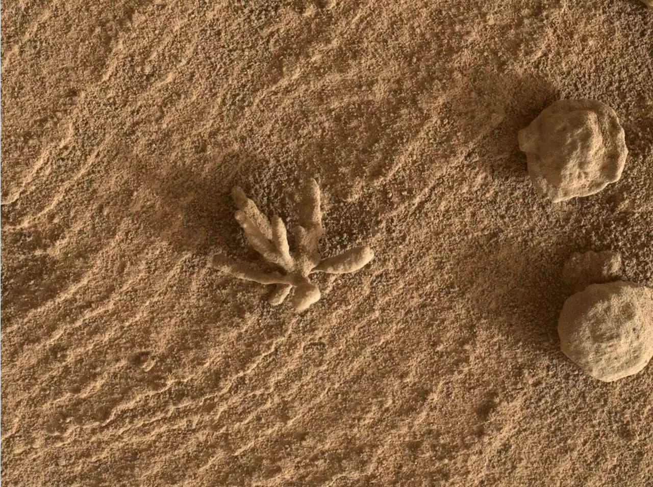 Curiosity Finds a Martian Flower