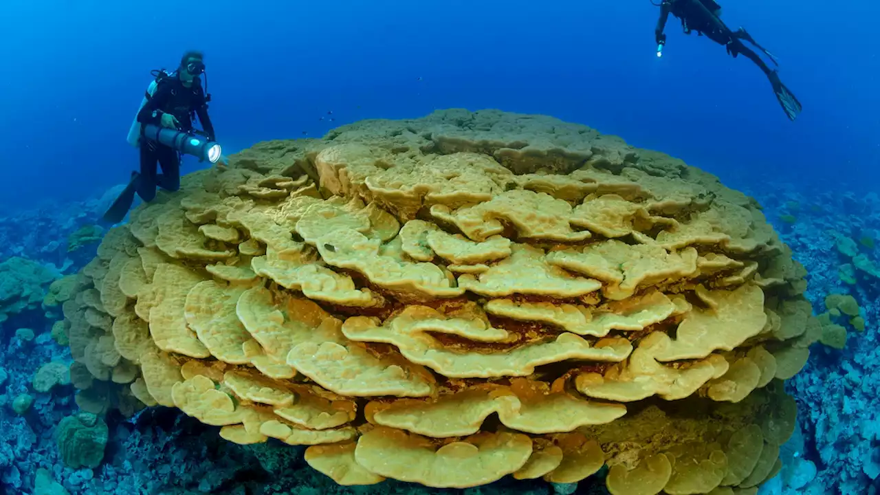 Climate-resilient coral species offer hope for the world’s reefs