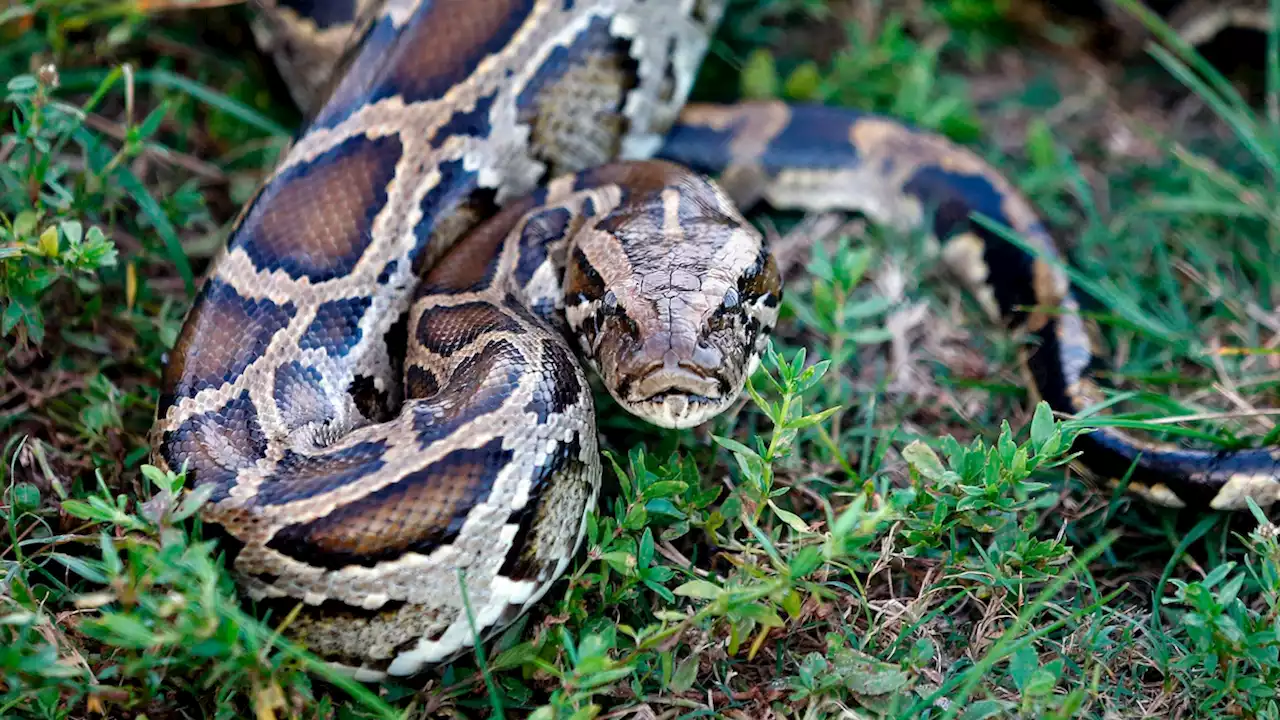 First-ever photos of bobcat eating invasive python eggs show 'Everglades fighting back'