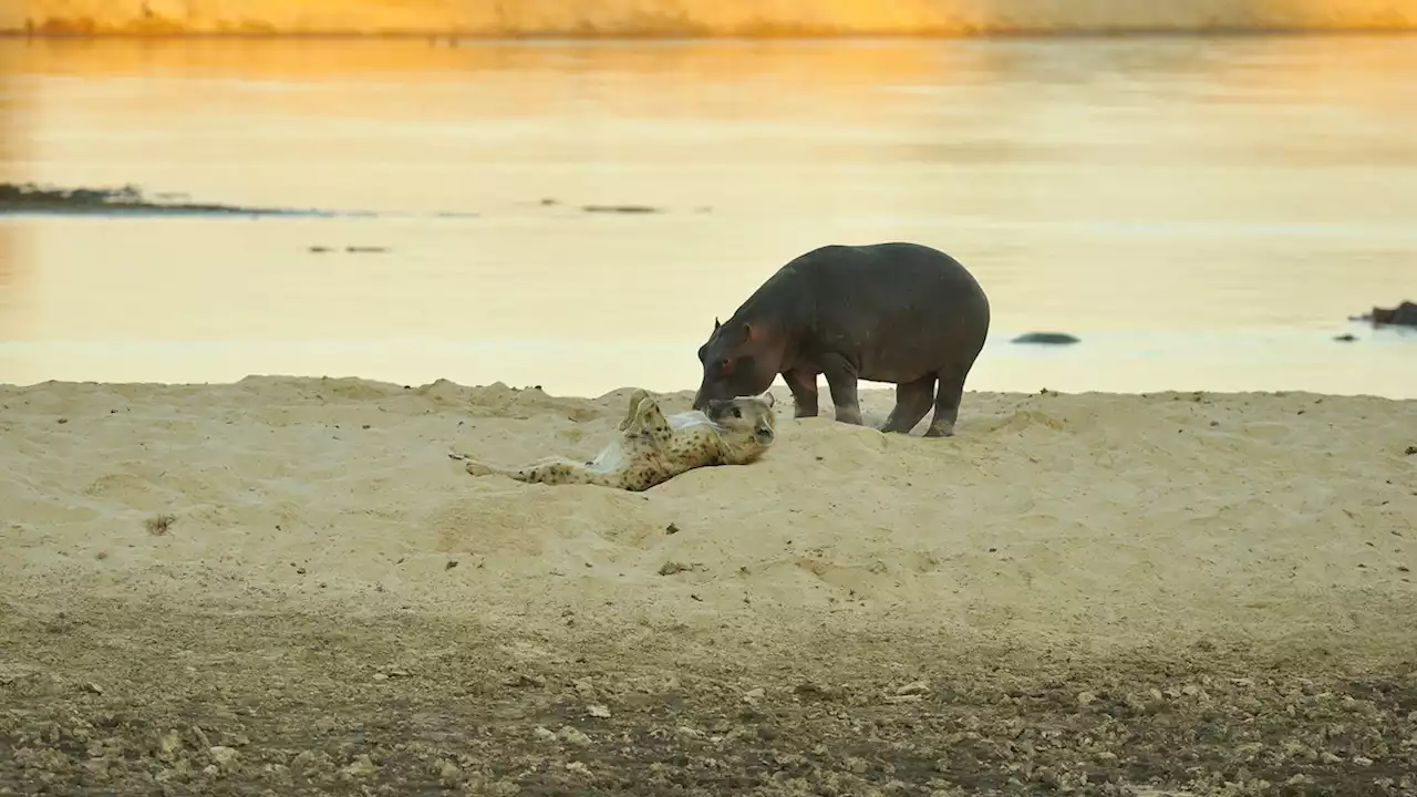 Hippo and hyena touch noses in rare encounter