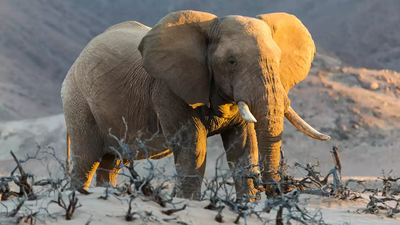 Namibia’s wild elephant sales draw global condemnation