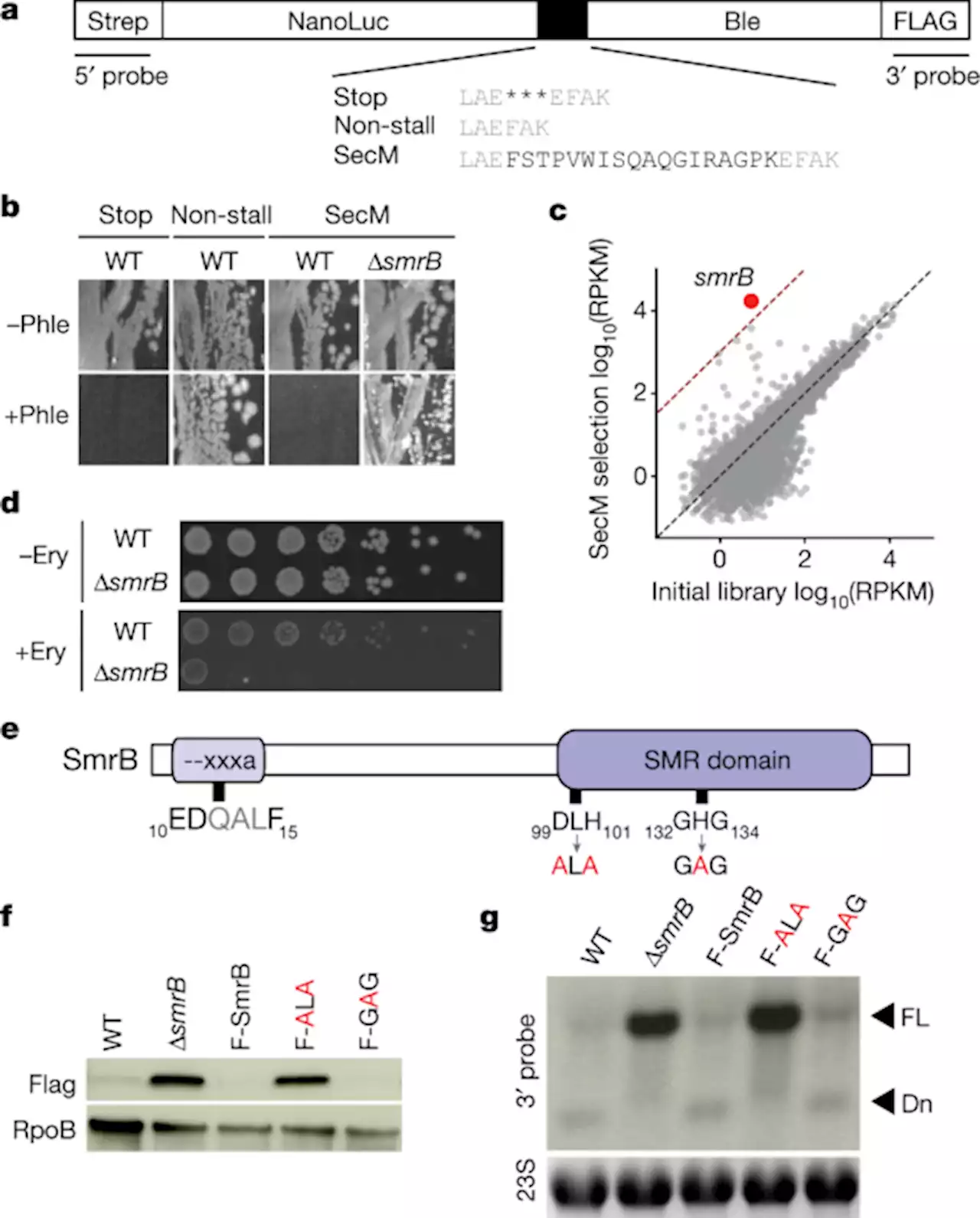 Ribosome collisions induce mRNA cleavage and ribosome rescue in bacteria - Nature