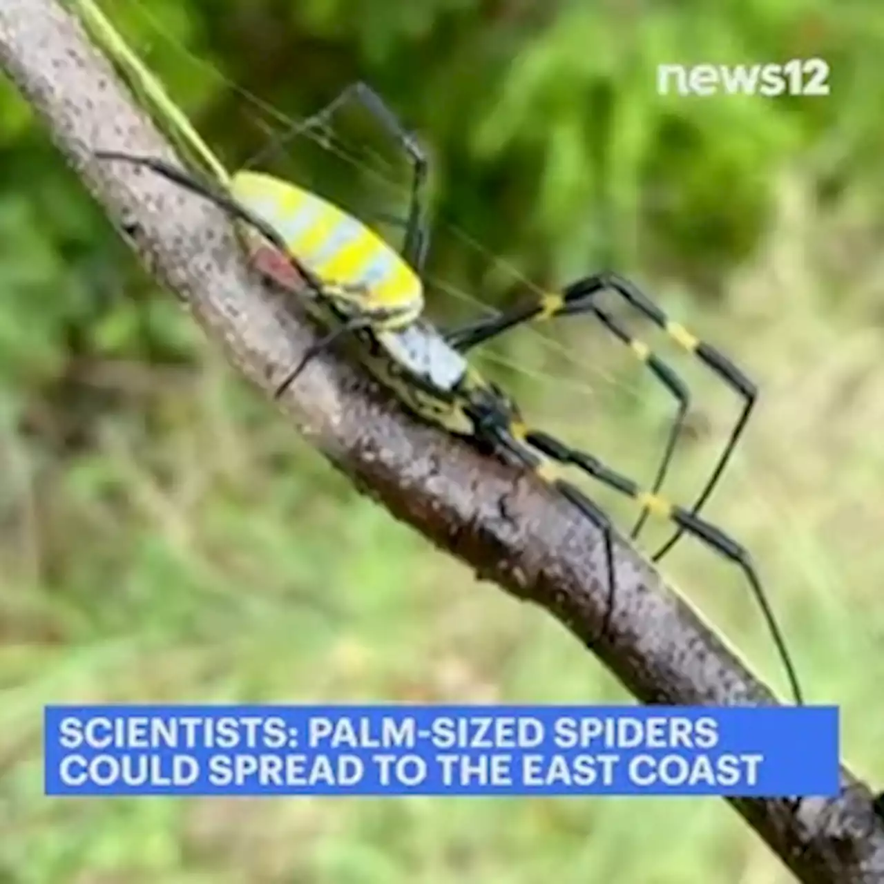 Scientists: Palm-sized spiders could spread to much of East Coast