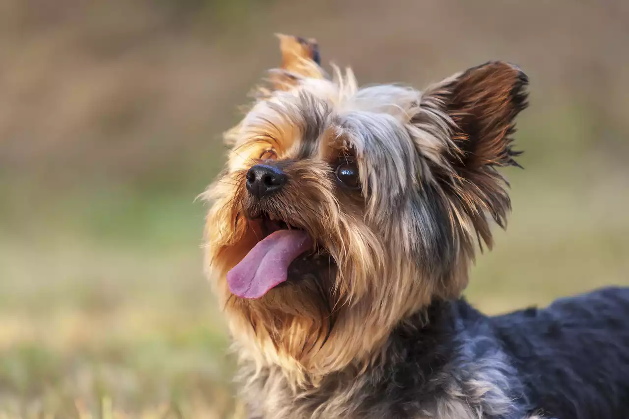 Hero dog who helped build airbase first to get distinguished service medal