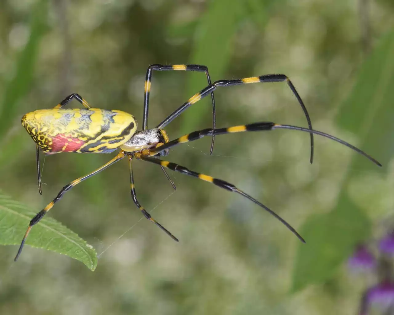 Will giant Joro spiders parachute their way into N.J. and other northern states?