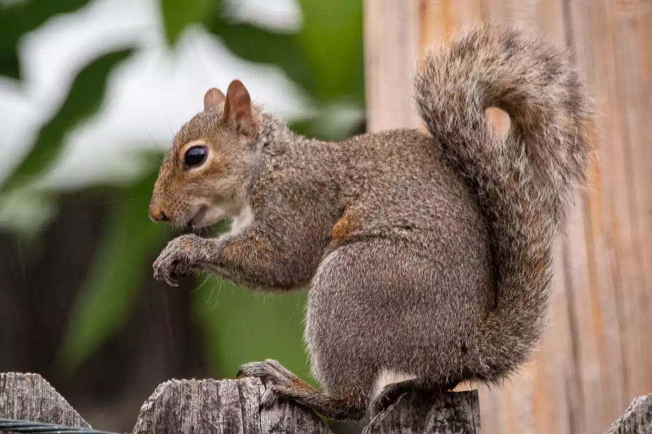 La. cop attacked by ‘feral pet squirrel’ at traffic stop: video