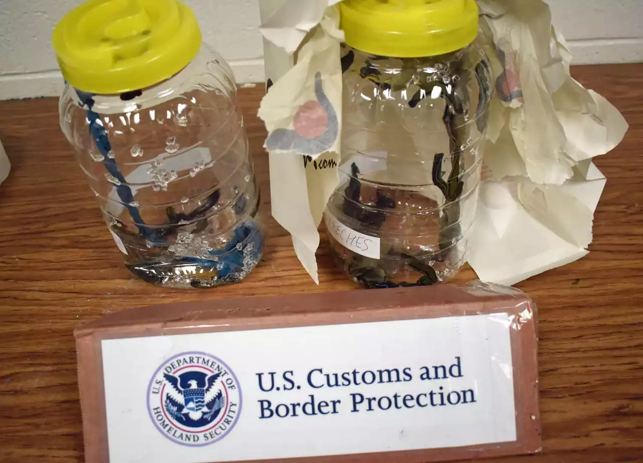 U.S. customs officers ‘come face-to-face with nine jars of slimy bloodsuckers’ in Phila.