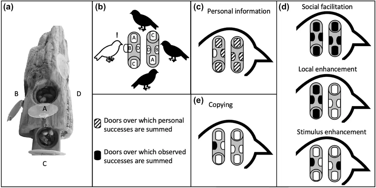 Non-social jays surprise scientists by learning as skillfully as birds living in groups