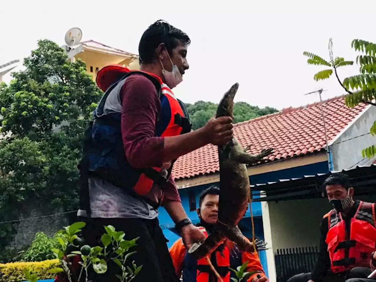 Pemilik Rumah Panik, Biawak 1,5 Meter Masuk Kamar Warga di Bojong Gede |Republika Online