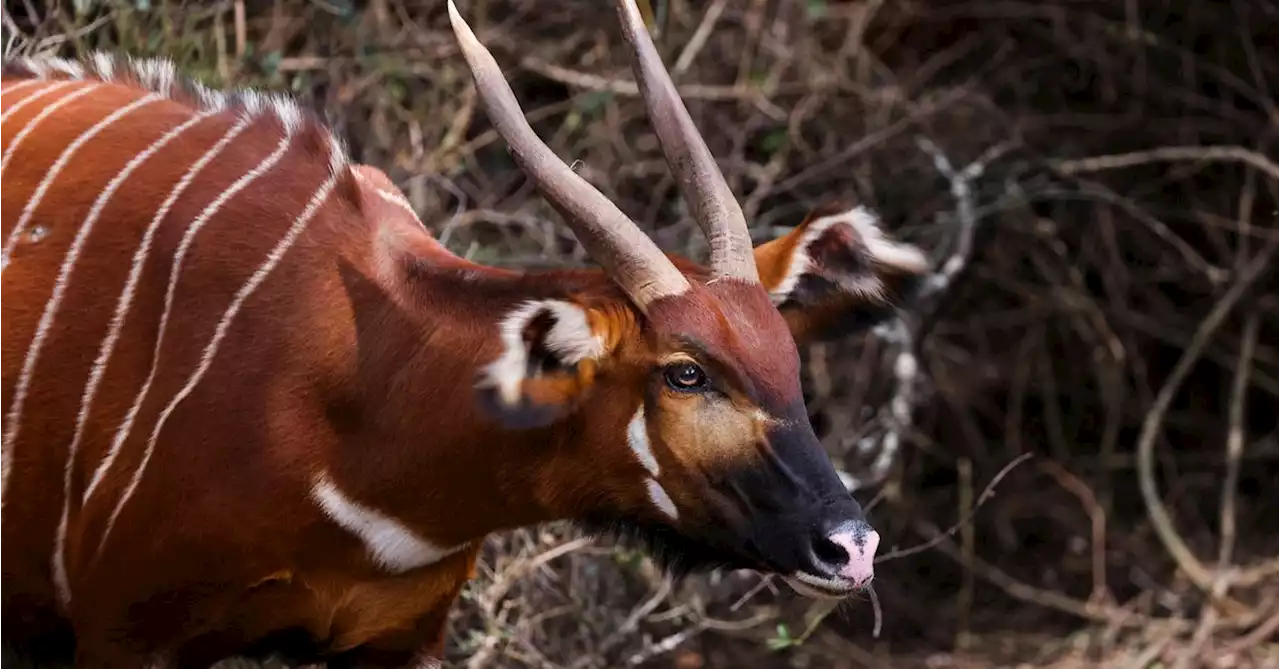 On brink of extinction, a new hope for Kenya's forest antelope