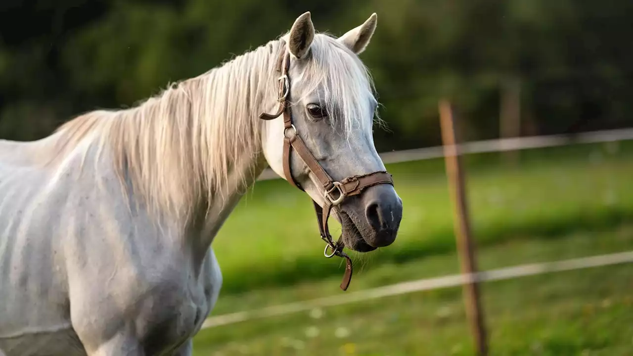 Ukrainische Pferdebesitzerin lässt ihre Tiere frei, um sie vor russischen Bomben zu schützen