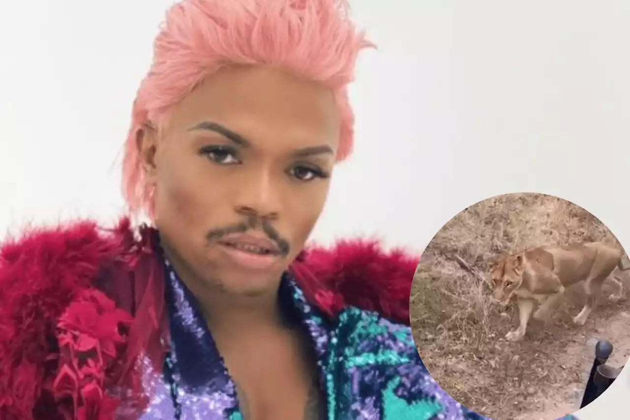 WATCH: Somizi's close encounter with lioness