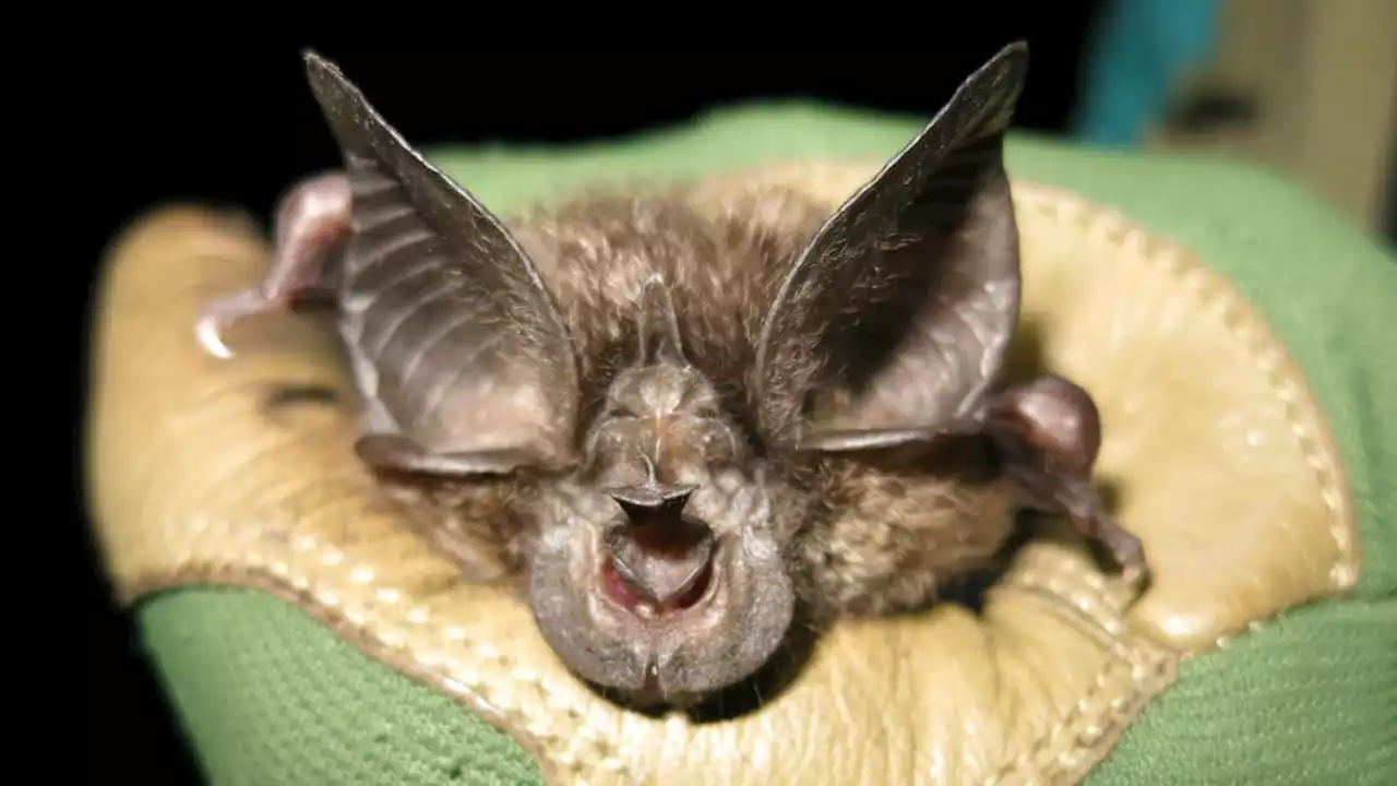 Bizarre-Looking Bat Thought to Be Lost Species Is Found