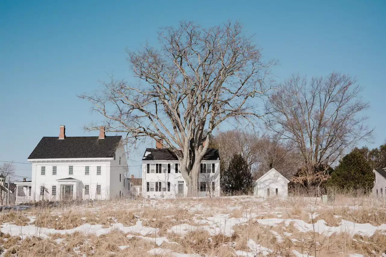 American elms have all but died off, but this Maine town keeps them thriving