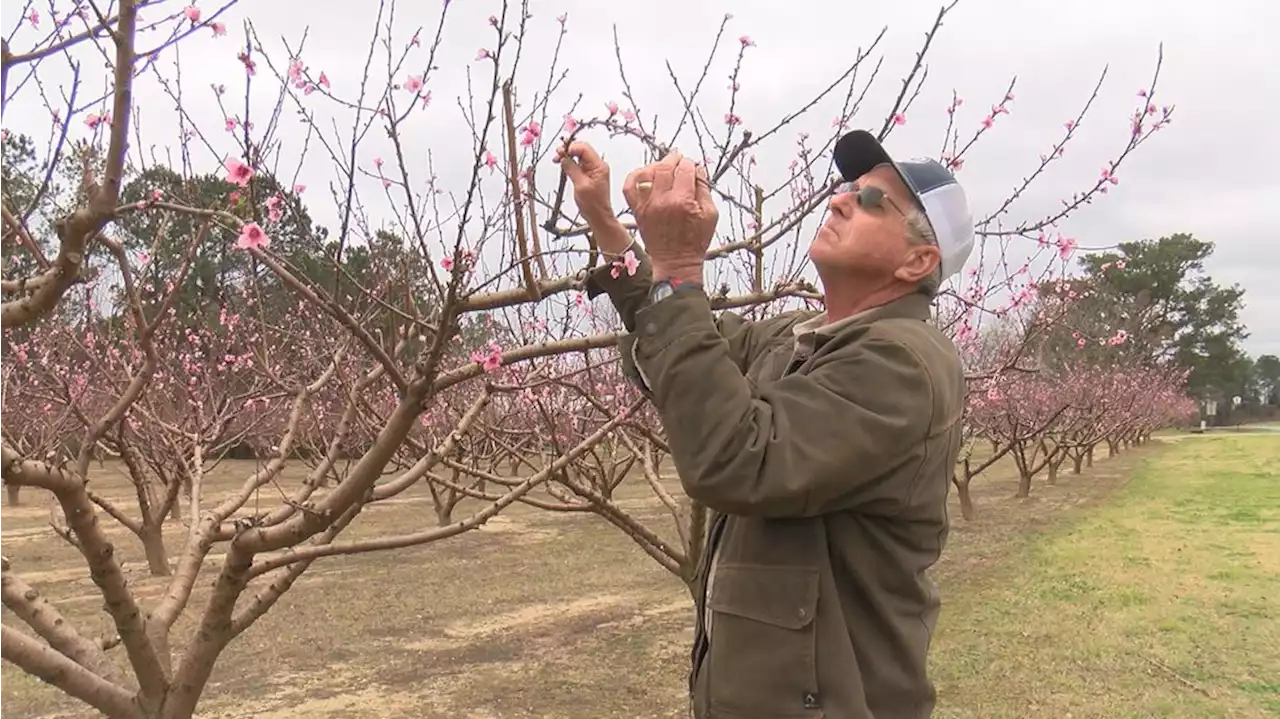 Freezing temps could hurt Chilton County peach production