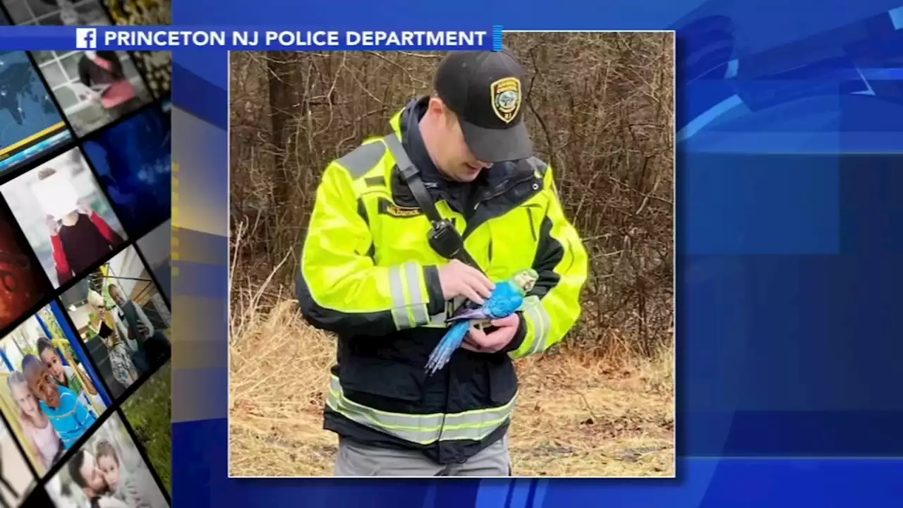 Rescued 'parrot' in Princeton, N.J. turns out to be someone's fake feathered friend