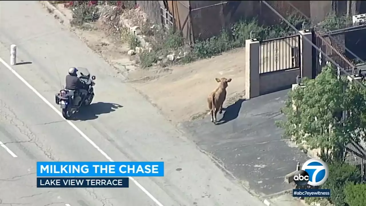 Cow leads animal control officers on chase after wandering onto Los Angeles freeway