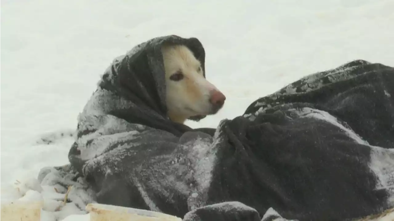 24 hours in McGrath: Many mushers take required layover at popular checkpoint