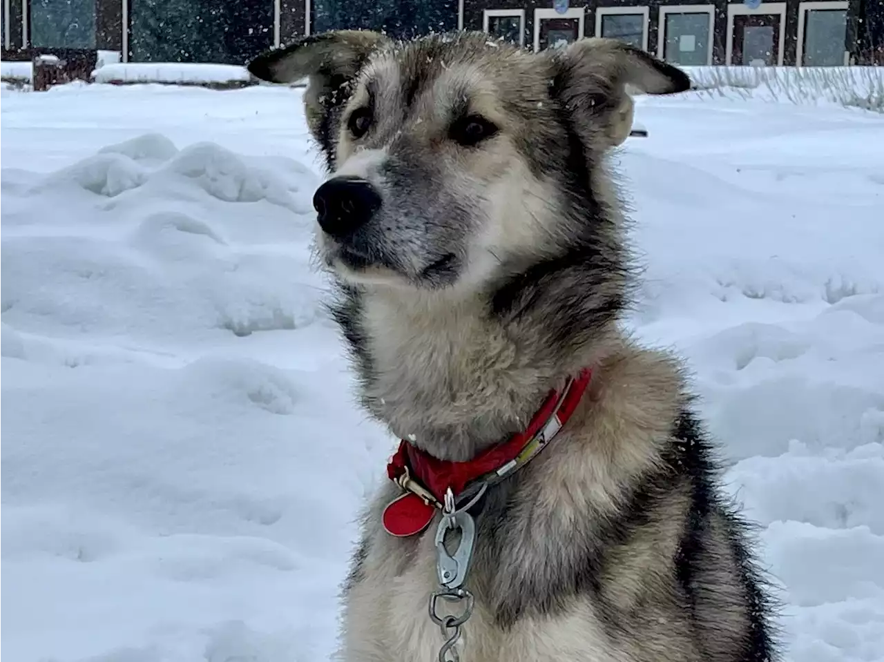 Found: Sled dog Jimbo from Richie Diehl's team located in an Anchorage backyard - Alaska Public Media