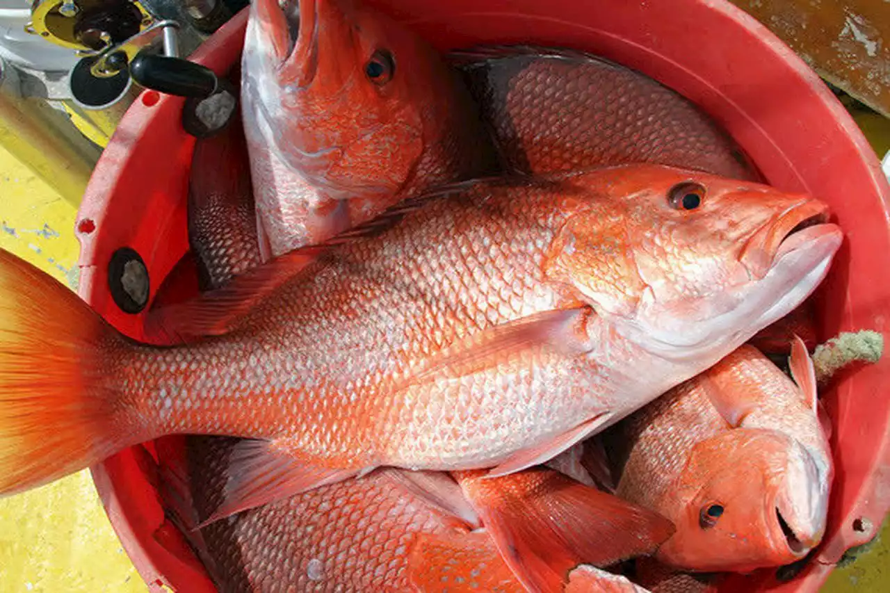 Alabama’s red snapper season to open May 27, state announces