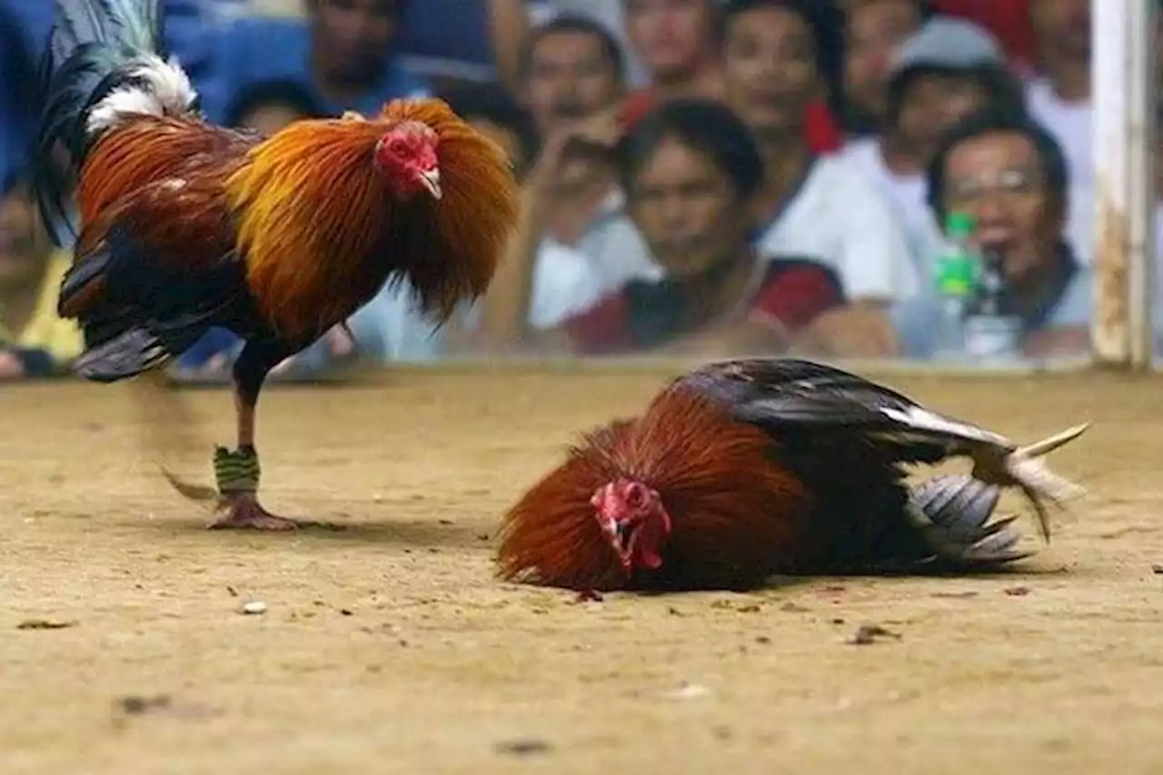 Online cockfighting wagers rake in billions - BusinessWorld Online