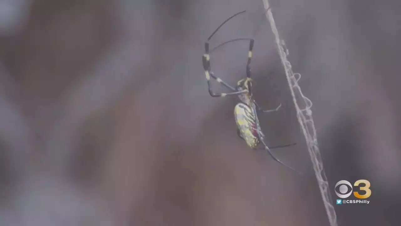 Giant Venomous Spiders Expected To Spread Rapidly Across East Coast, Experts Say