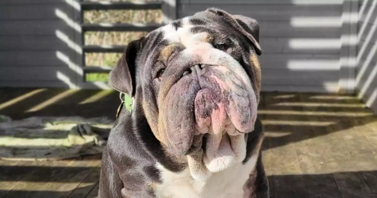 Bulldog who can only walk for 10 minutes needs surgery to breathe properly