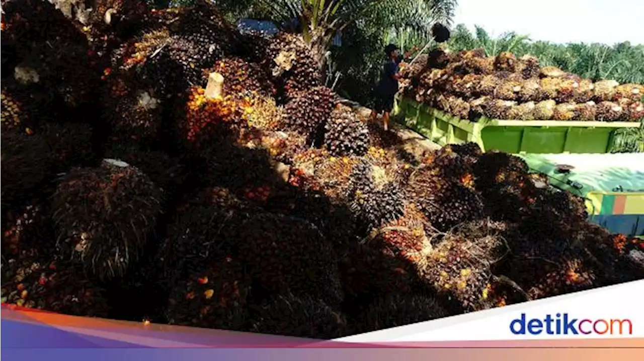 Mendag Sebut Ada Penyelundupan Sawit, Pengusaha: Tidak Mungkin!