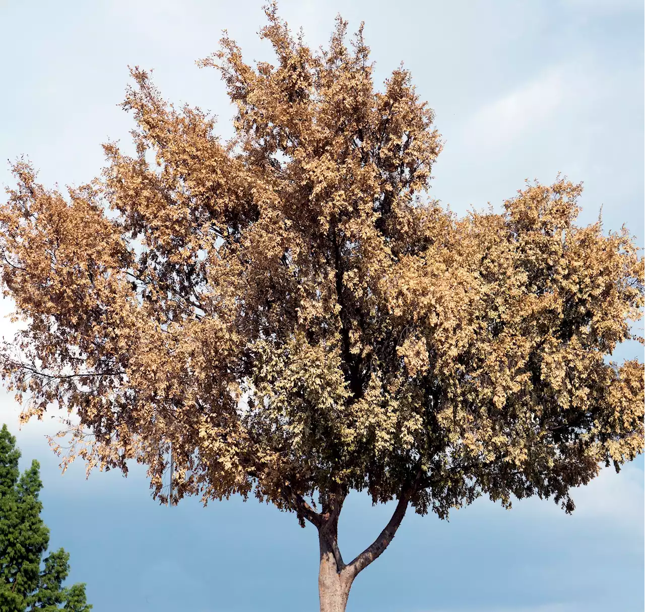 The best trees to plant when Texas or cotton root rot is present