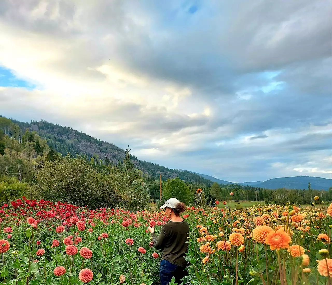 B.C. flower farmers flee to Nova Scotia to escape climate change