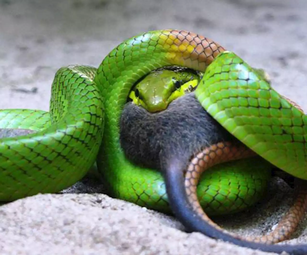 Scales of justice: US smuggler arrested for snakes in pants