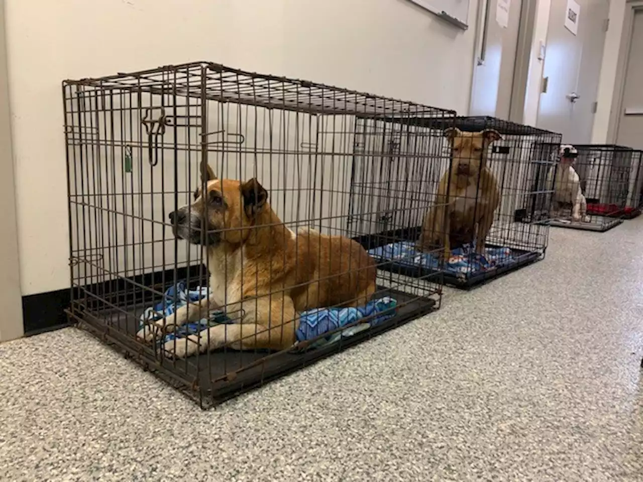 Fort Bend's animal shelter is so overwhelmed with animals it's housing dogs in the hallways