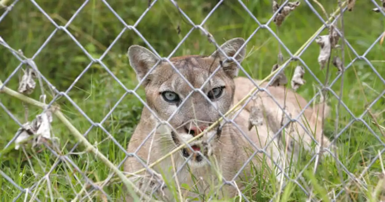 Mountain lions spotted at homes in Oro Valley and Rio Rico