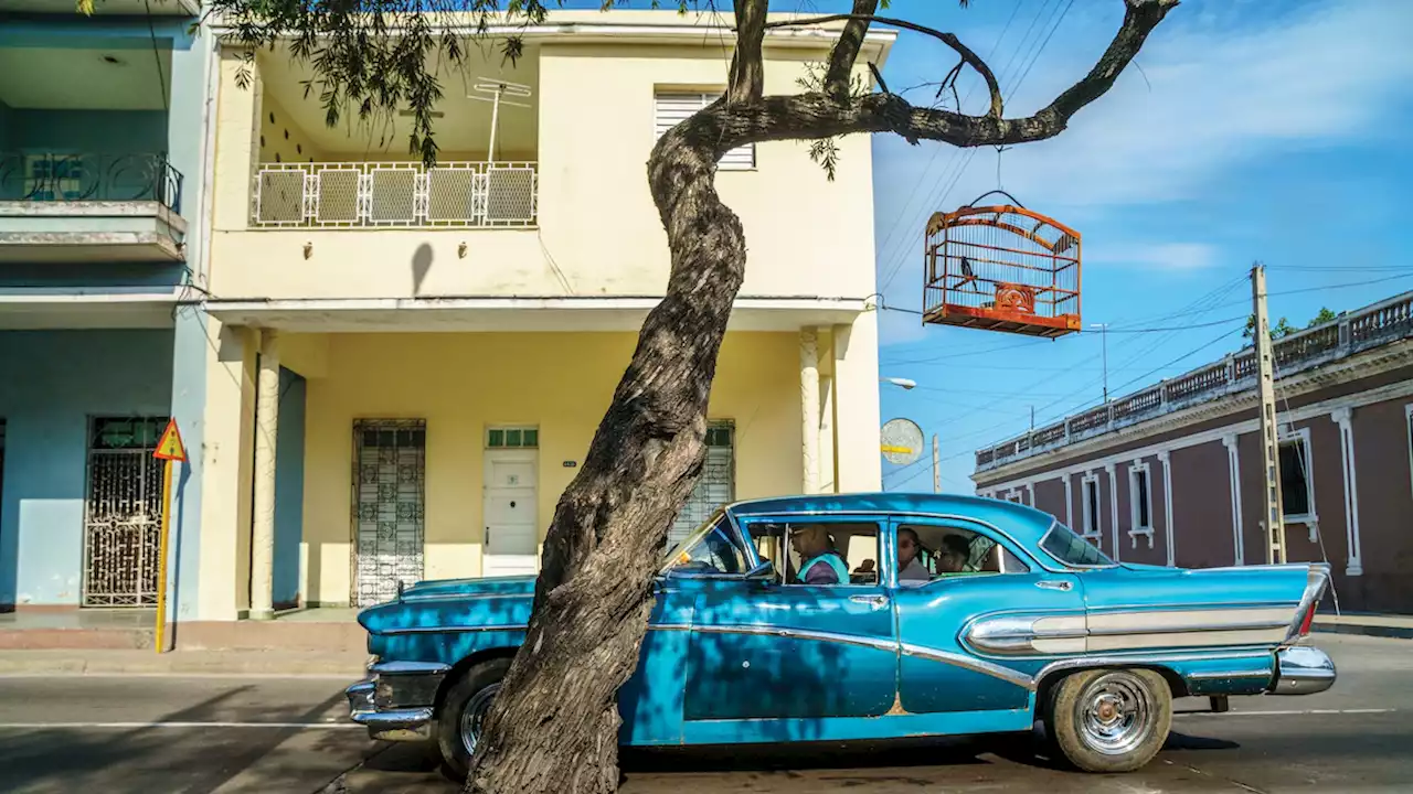 How Cuba’s popular songbird competitions are putting wild birds at risk