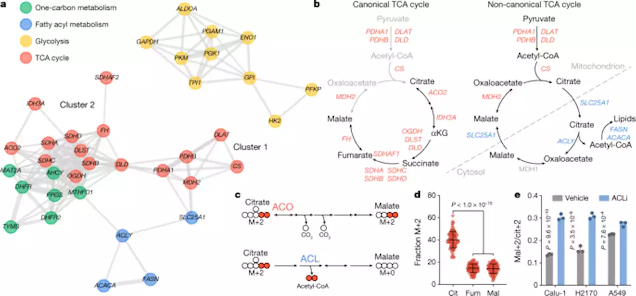 A non-canonical tricarboxylic acid cycle underlies cellular identity - Nature