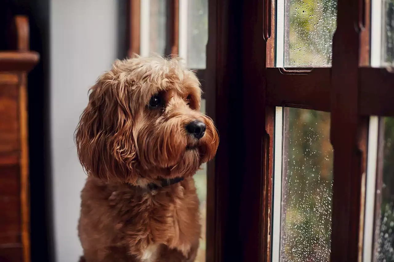 Animal Shelters Warn of A Looming Crisis and Call on Americans to Help