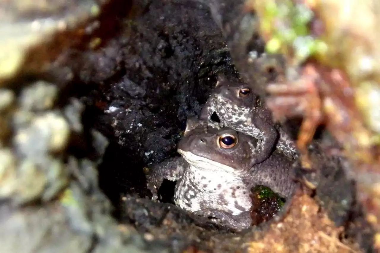 Common toads surprise biologists by climbing trees