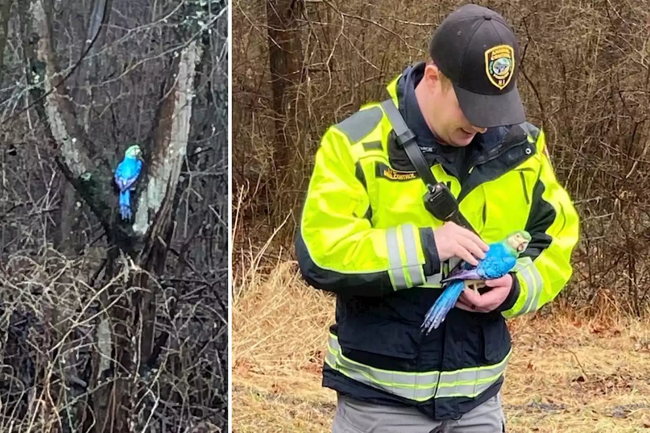 New Jersey cops get big surprise after resident finds ‘parrot’ in the woods