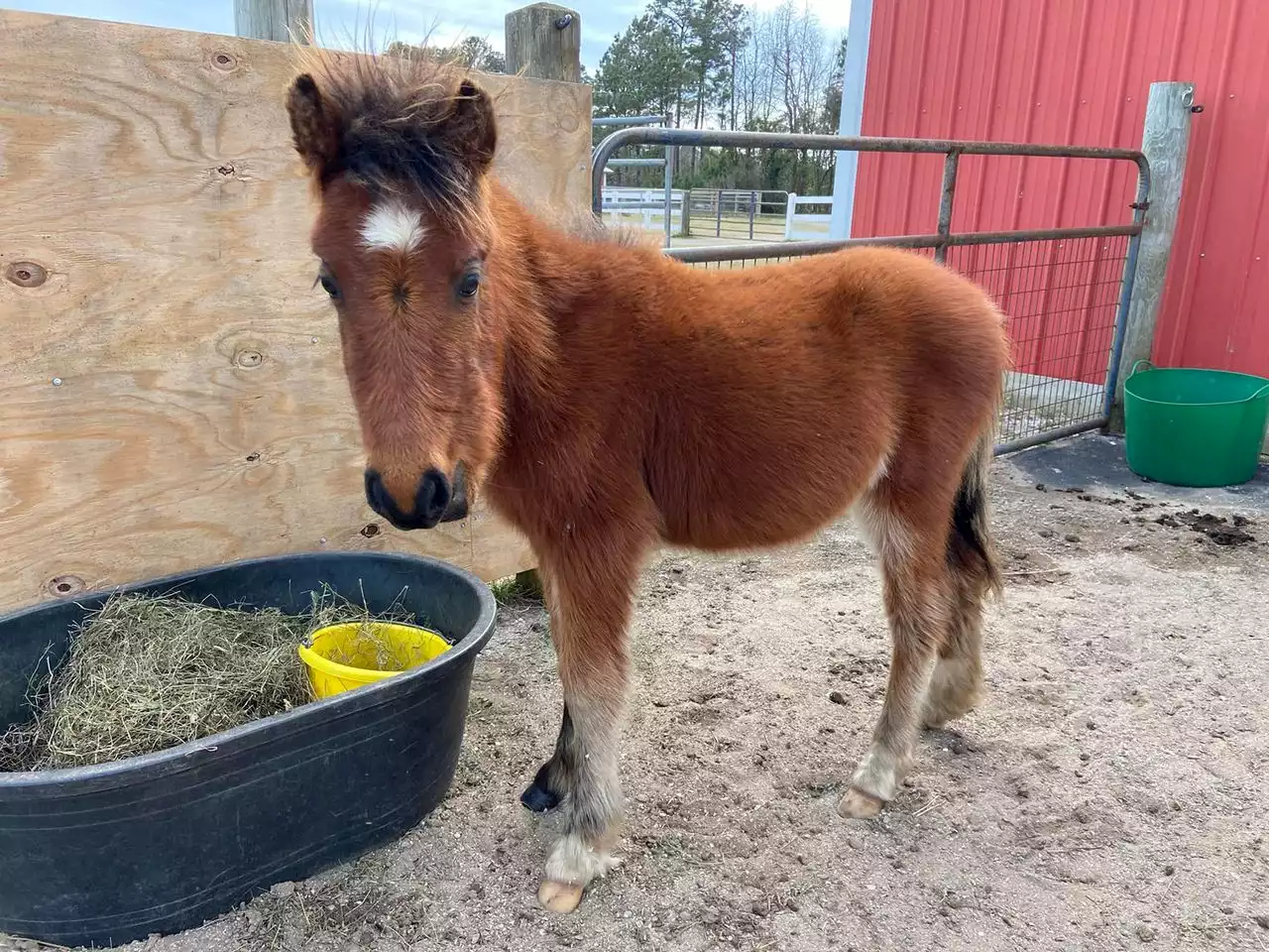 Young wild horse found without family, rescued from Outer Banks beach