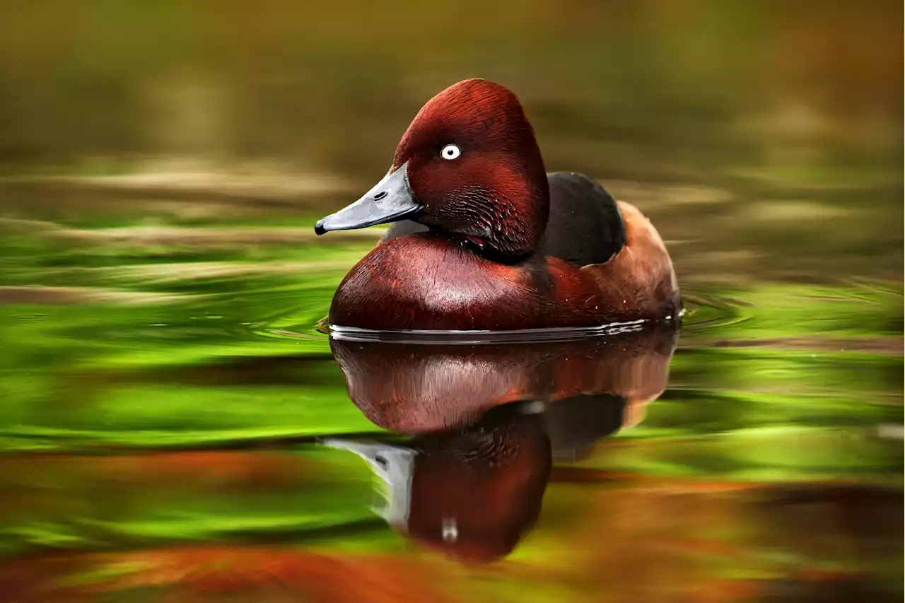 When growing their penises for the season, ducks bend to social pressure