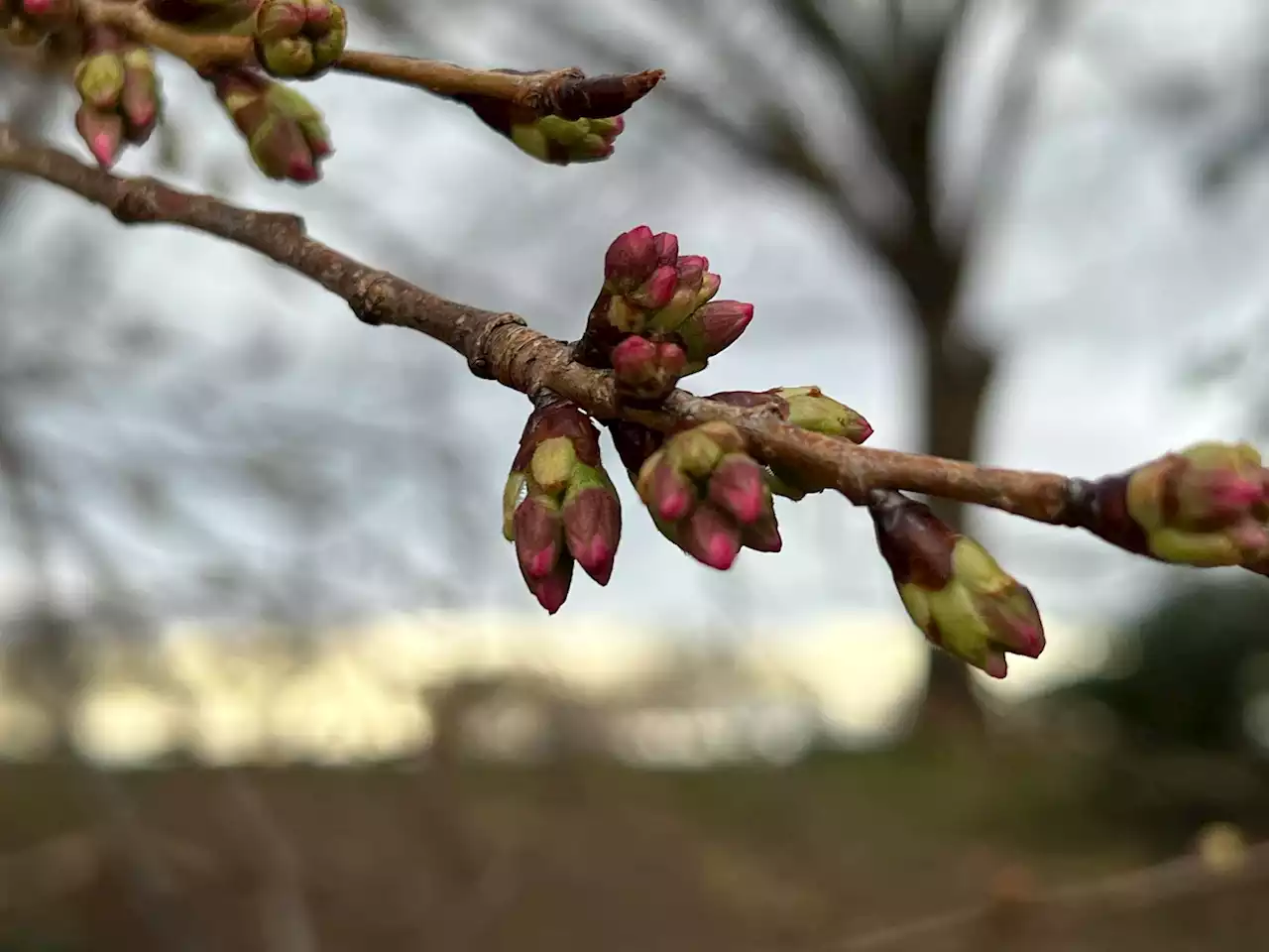 How will the cherry blossoms fare amid cold and snow Saturday?