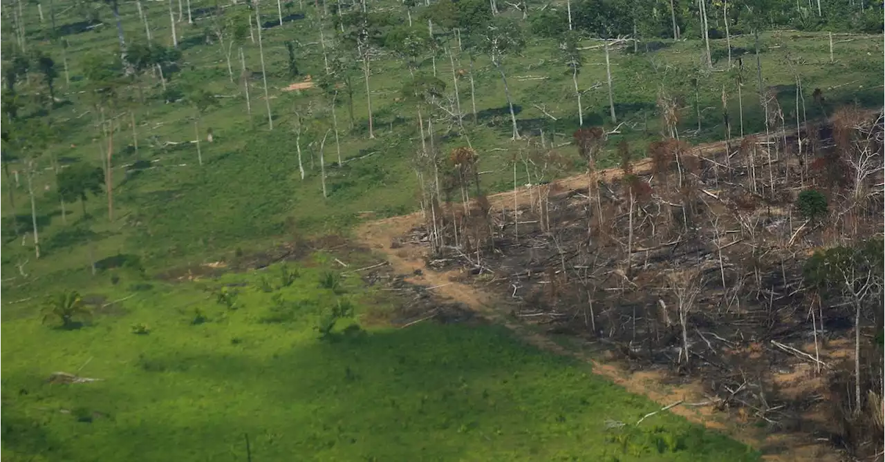 Deforestation in Brazil's Amazon hits second straight monthly record