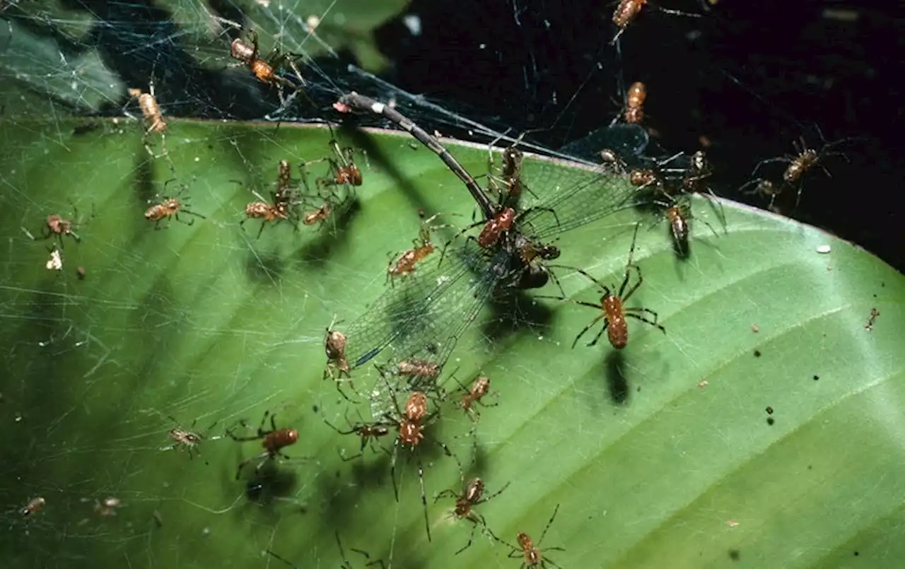 Packs of Hunting Spiders Are Guided by Web Vibrations